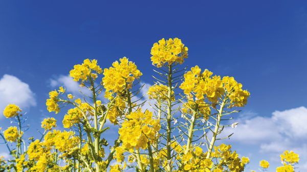 ～夢また夢の思いで草～　第16回